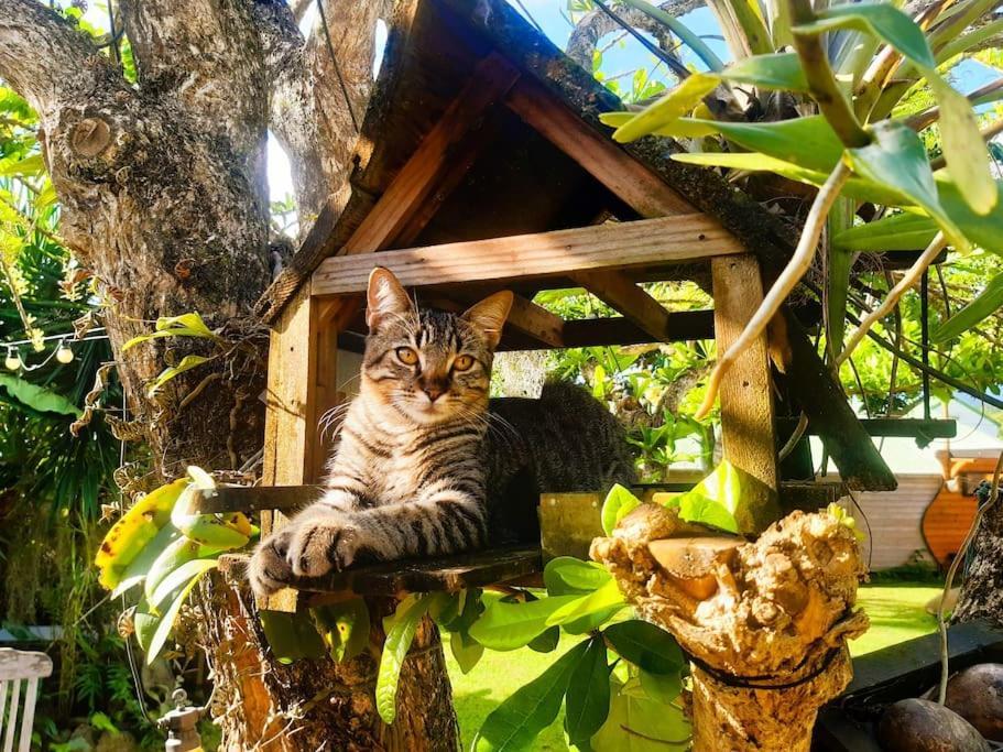 Magnifique Maison & En Bois Dans Jardin Tropical Proche Rivieres Et Foret *